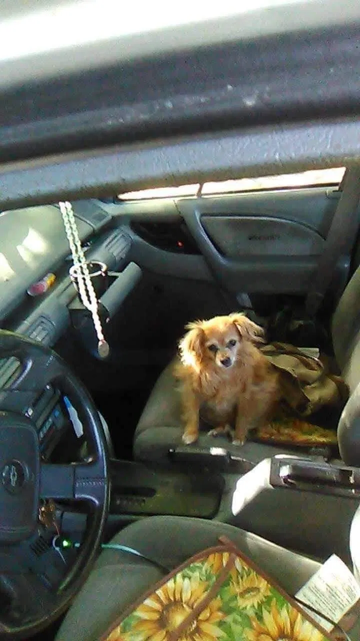 Lost dog in Toppenish, WA, 98948