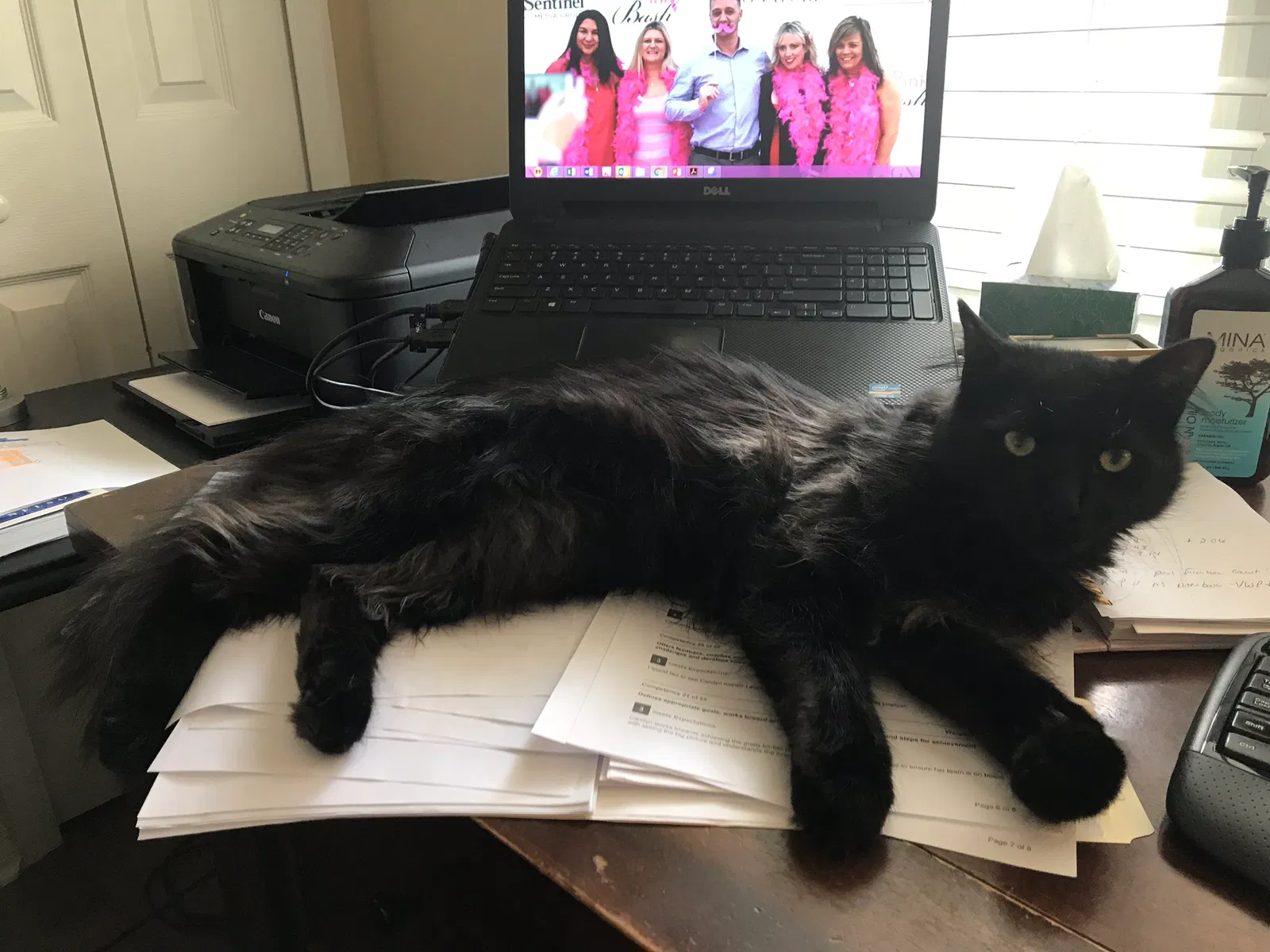 Lost cat in Winter Springs, FL, 32708