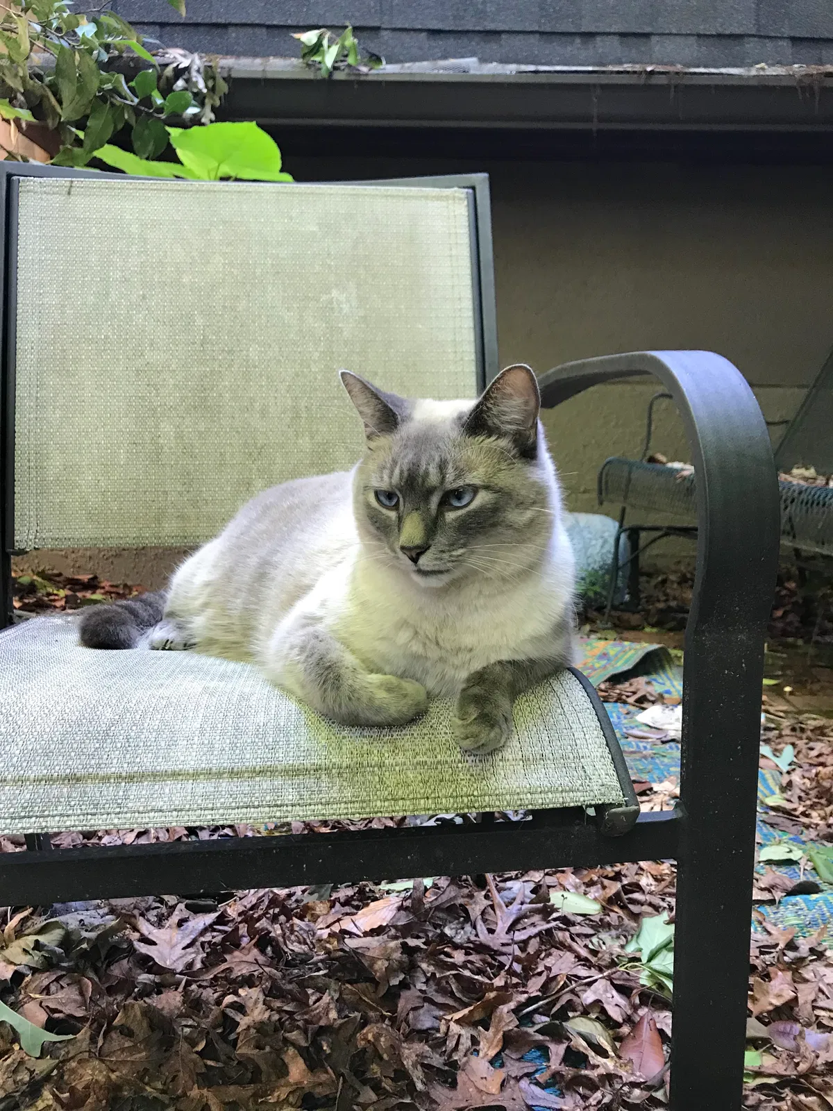 Lost cat in Atlanta, GA, 30342