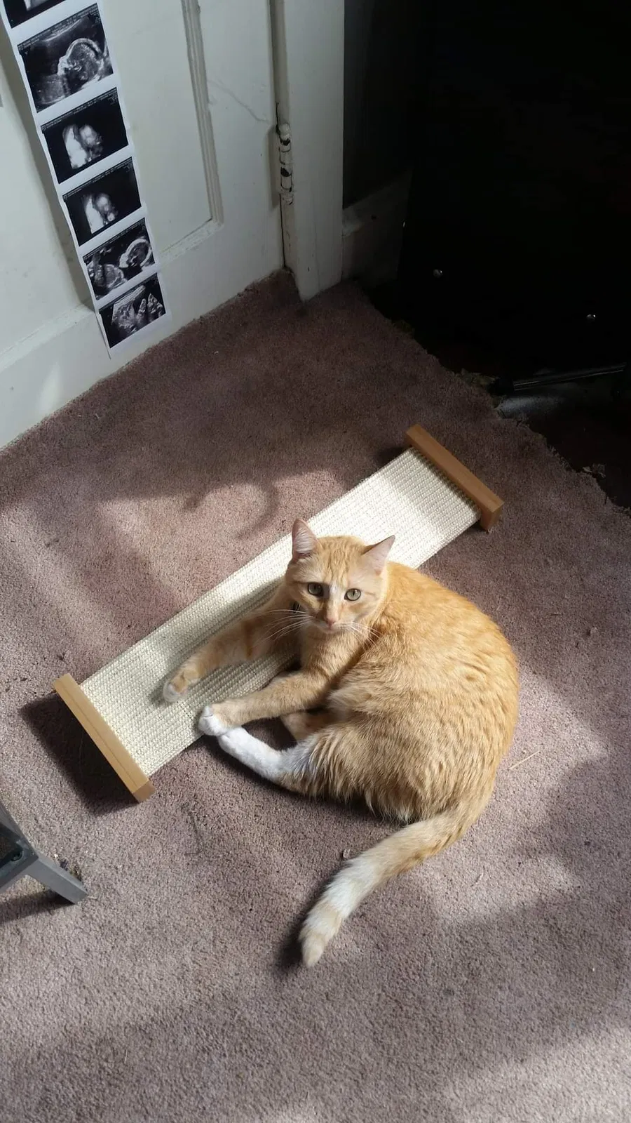 Lost cat in Ardmore, PA, 19003