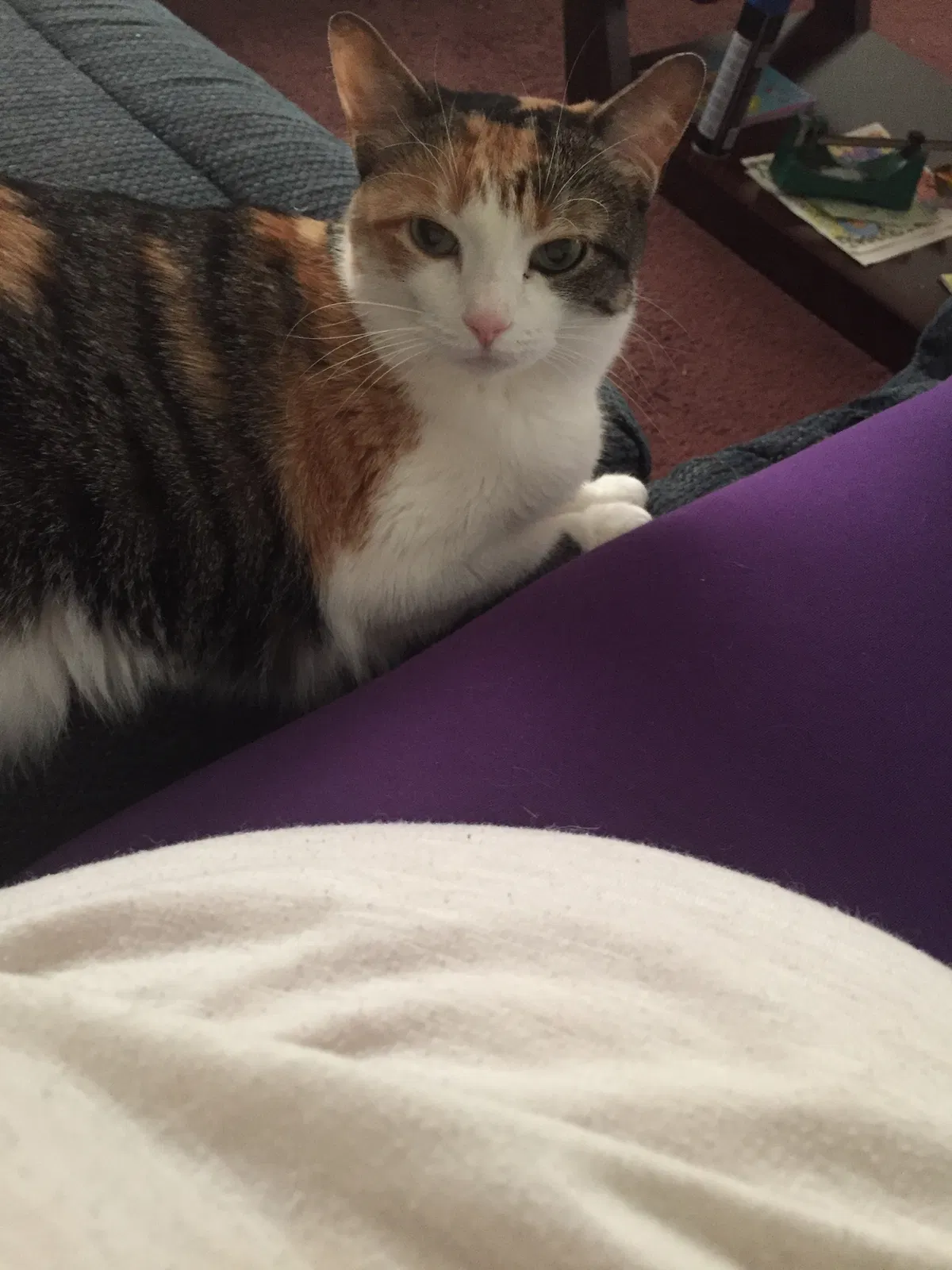Lost cat in Pittsburgh, PA, 15209
