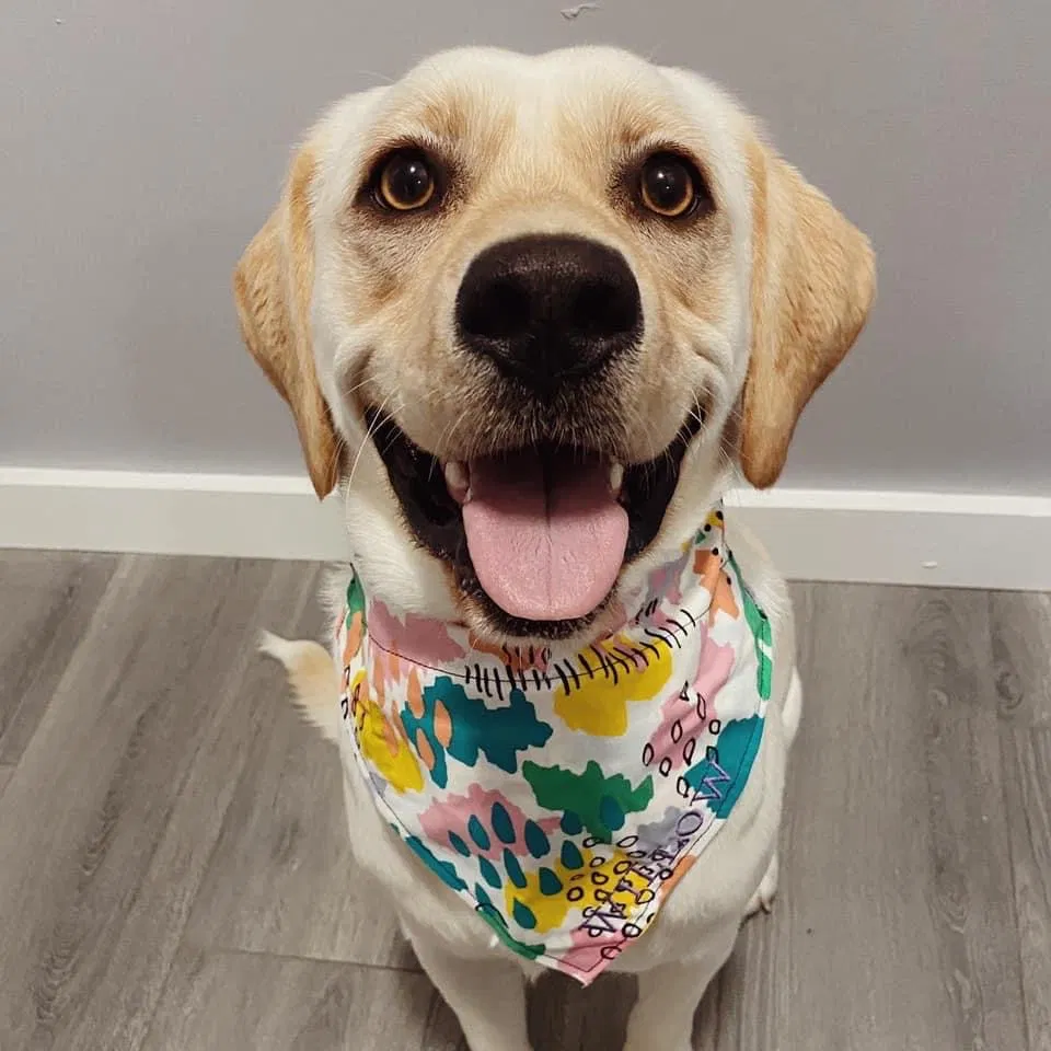 Lost dog in Grand Rapids, MI, 49504