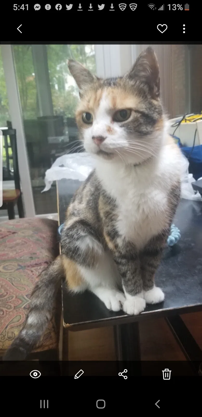 Lost cat in Cary, NC, 27518