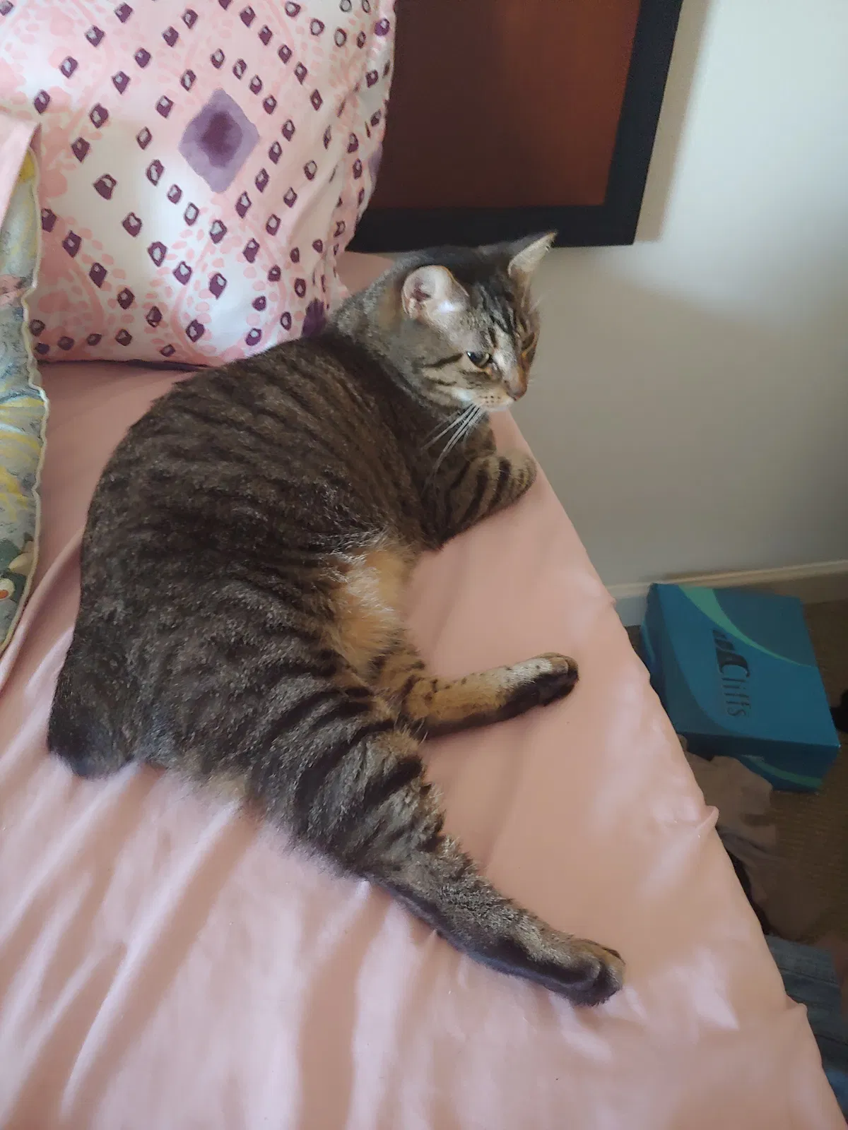 Lost cat in Denton, TX, 76201