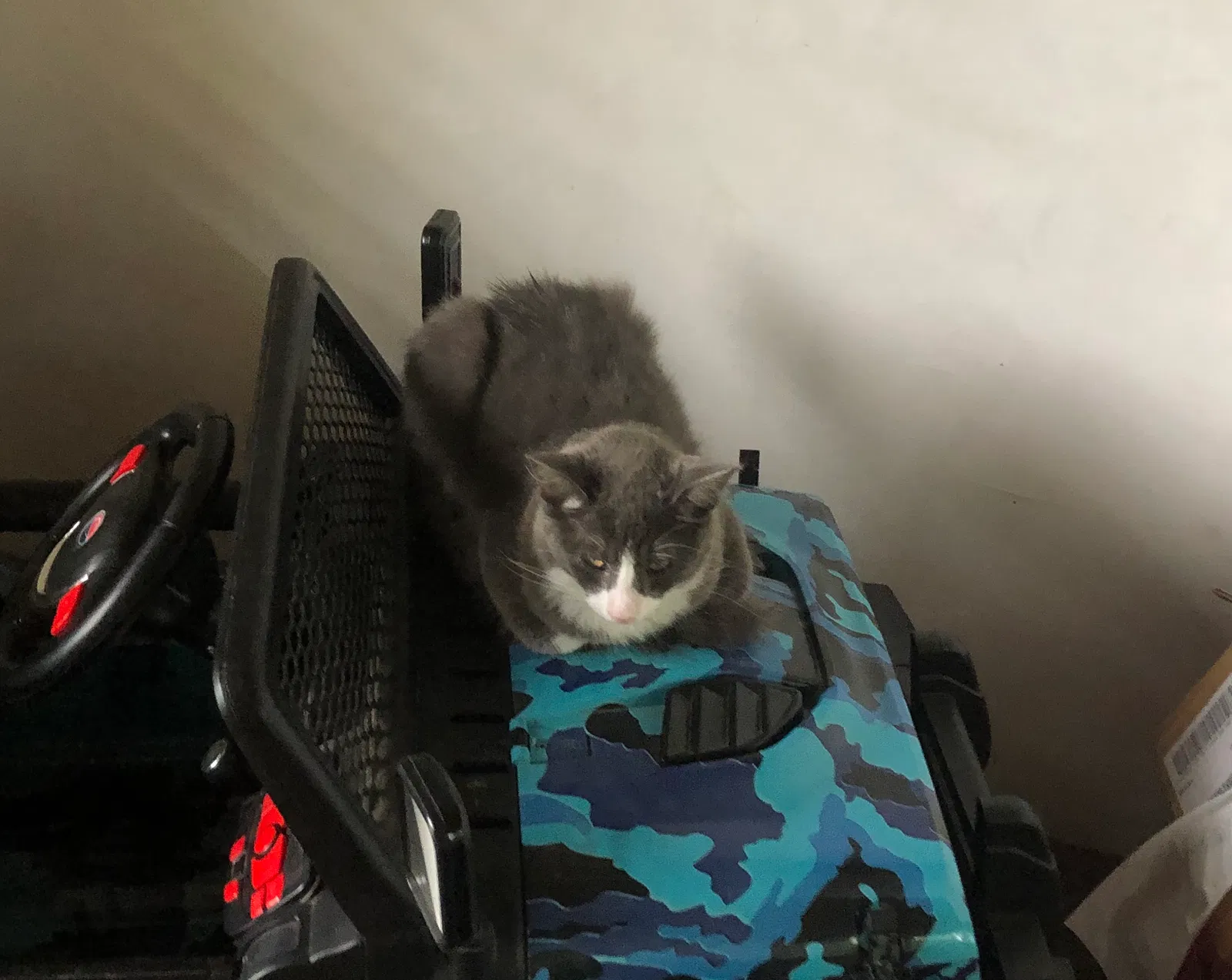 Lost cat in Austin, TX, 78746