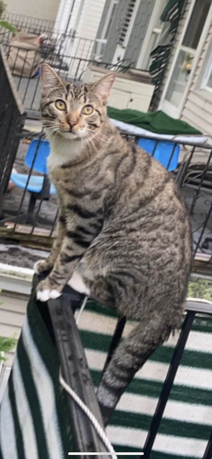 Lost cat in Brooklyn, NY, 11209