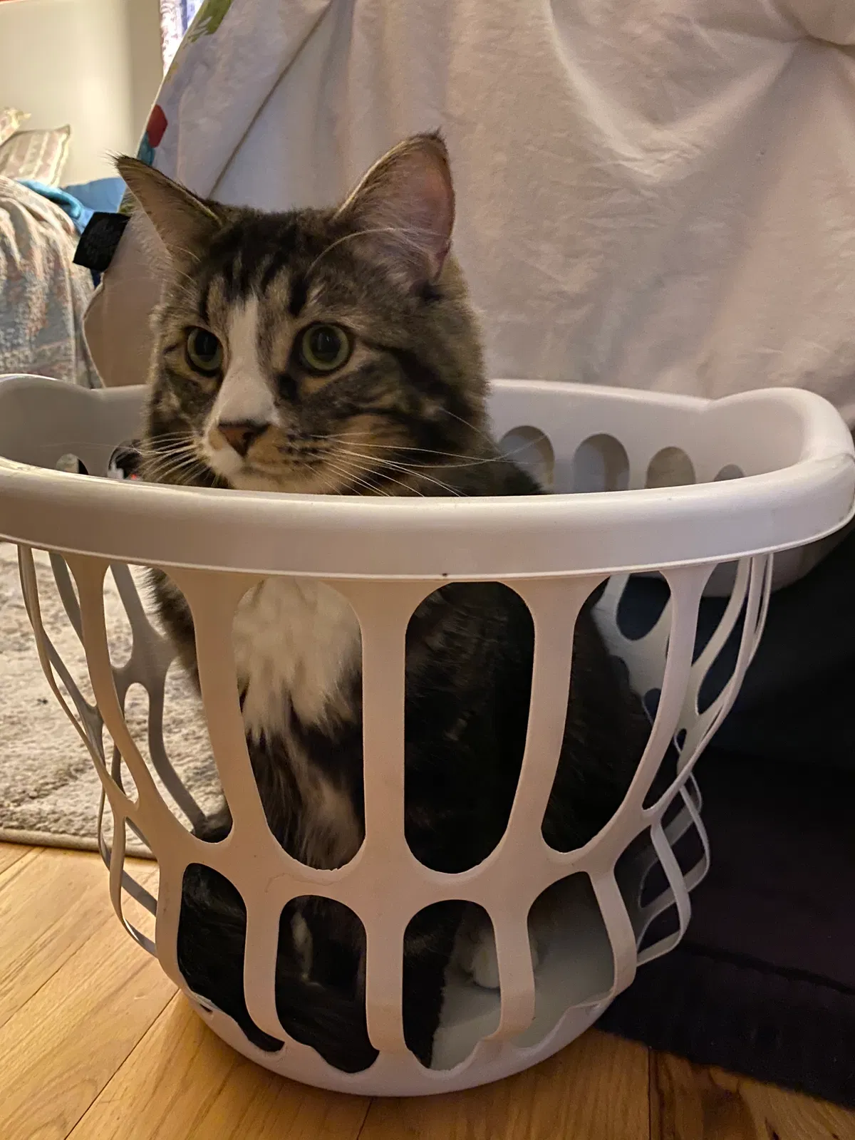 Lost cat in Atlanta, GA, 30307