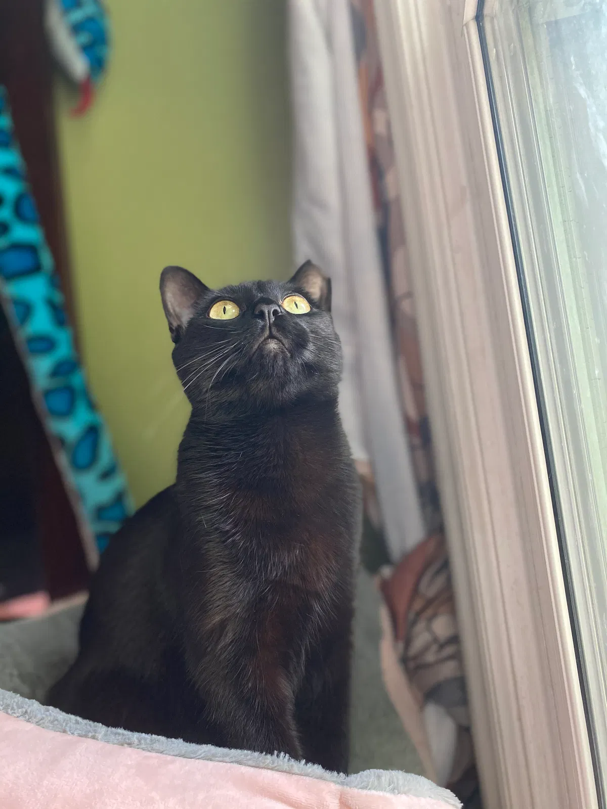 Lost cat in Dearborn, MI, 48126