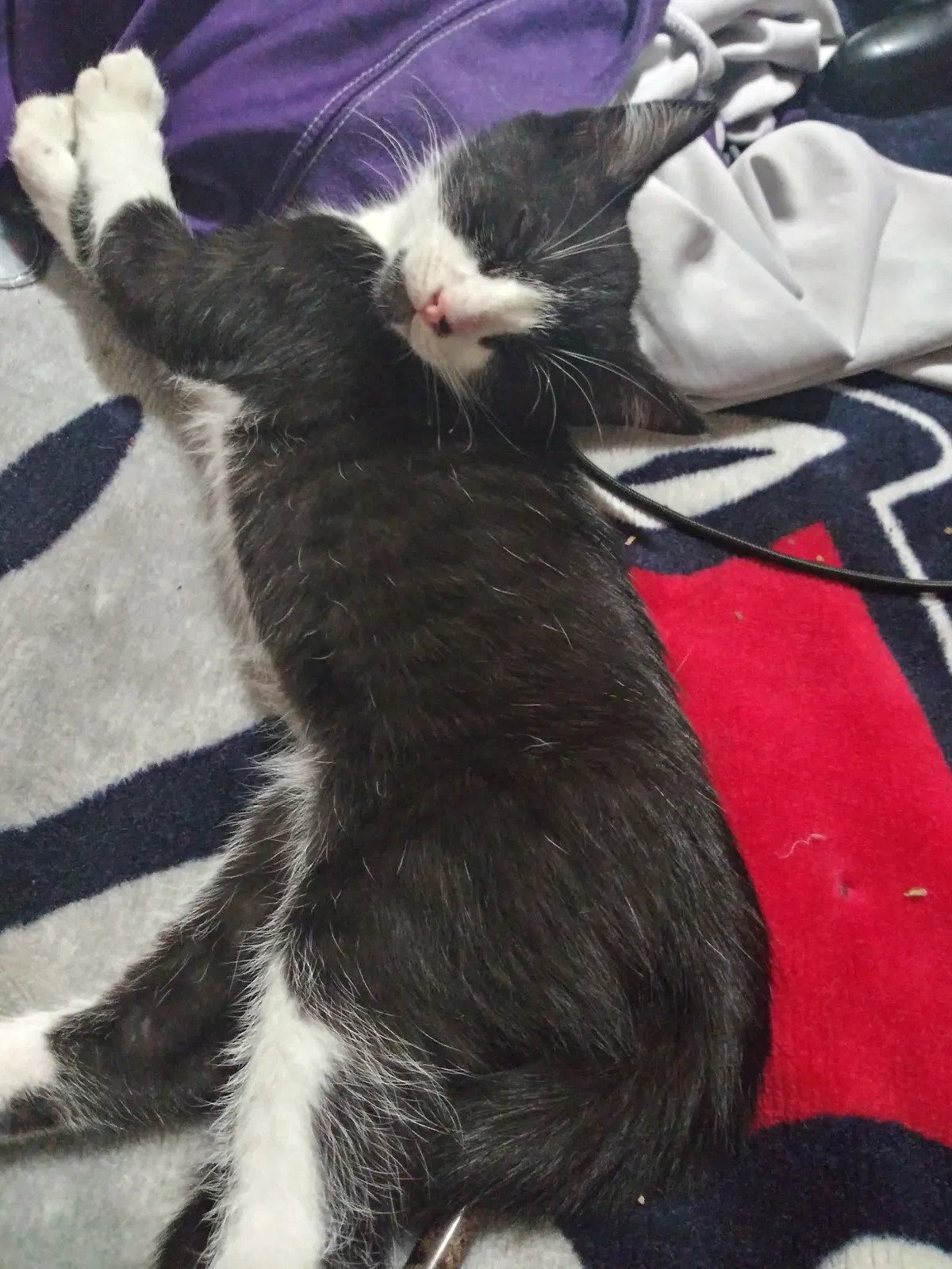 Lost cat in Bremerton, WA, 98310