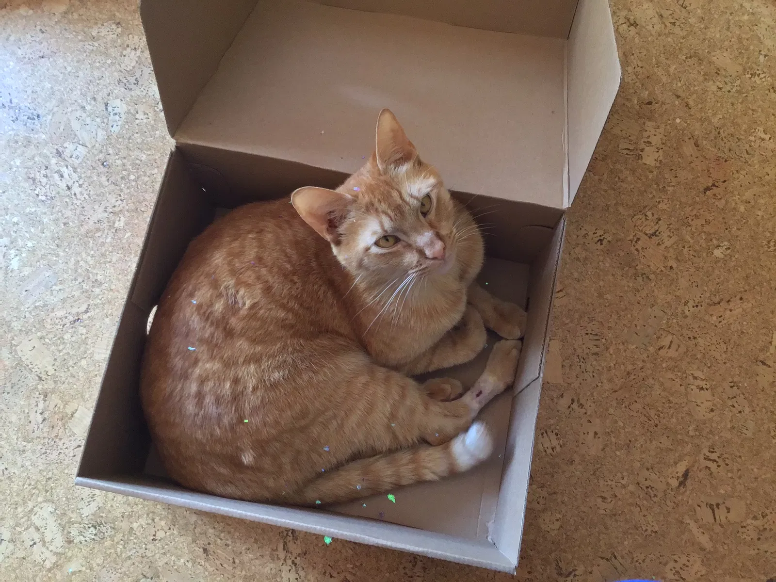 Lost cat in Germantown, TN, 38138