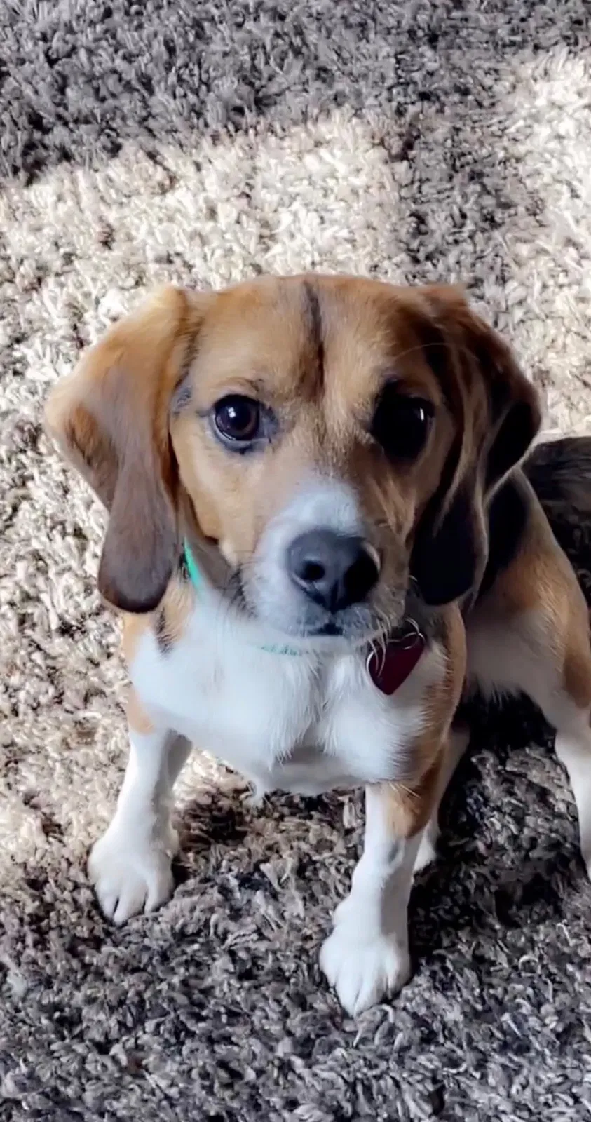 Lost dog in Buffalo, NY, 14212