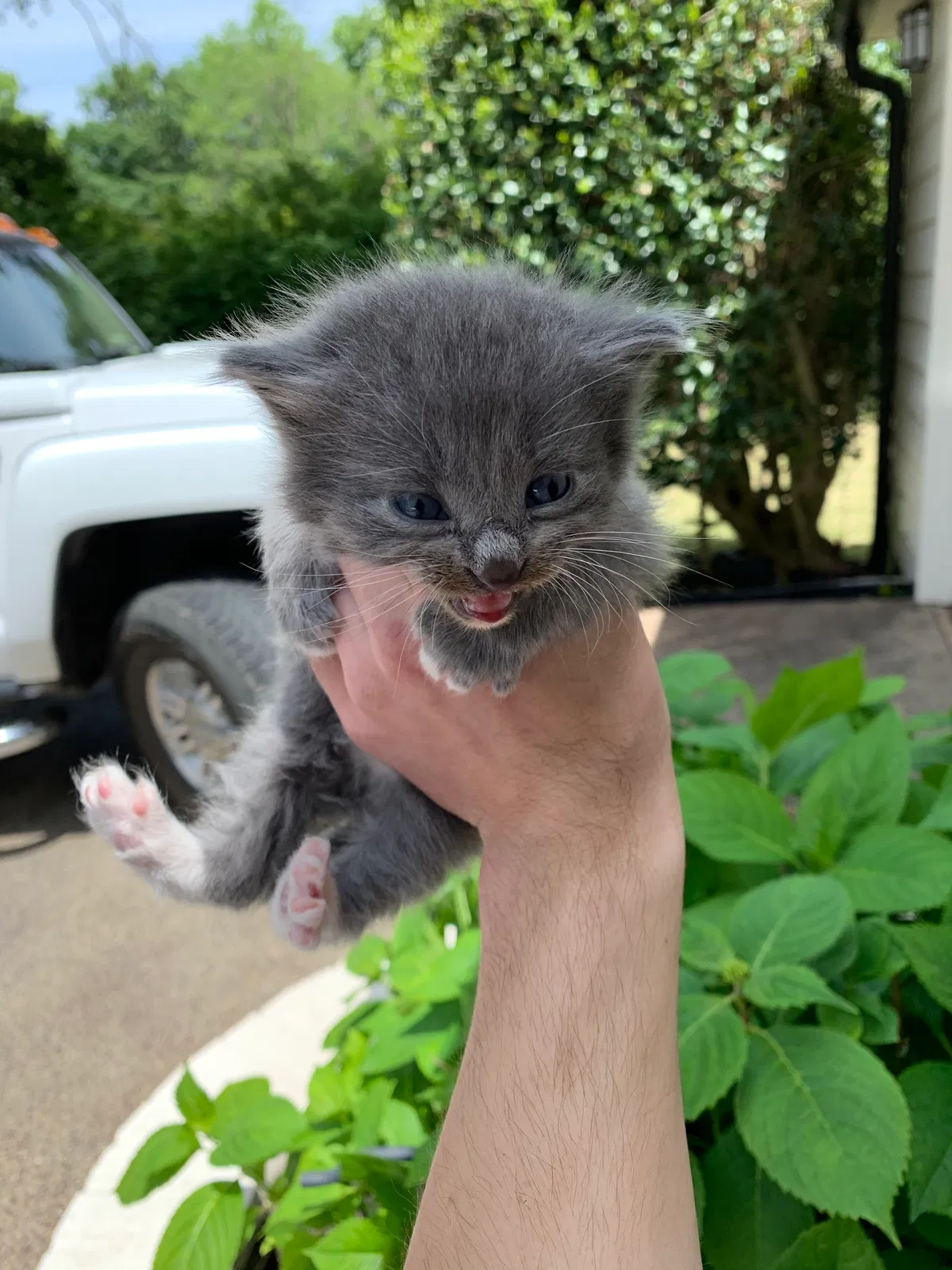 Lost cat in Cordova, TN, 38016