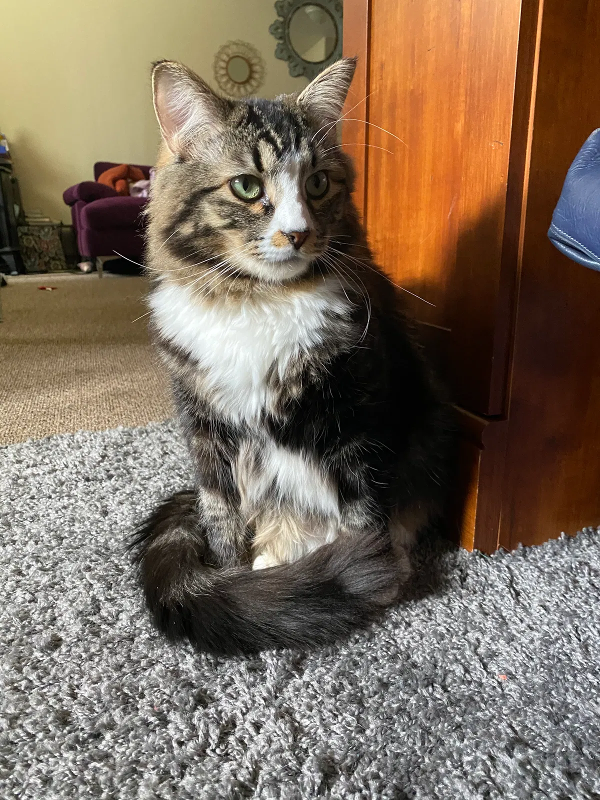 Lost cat in Atlanta, GA, 30307