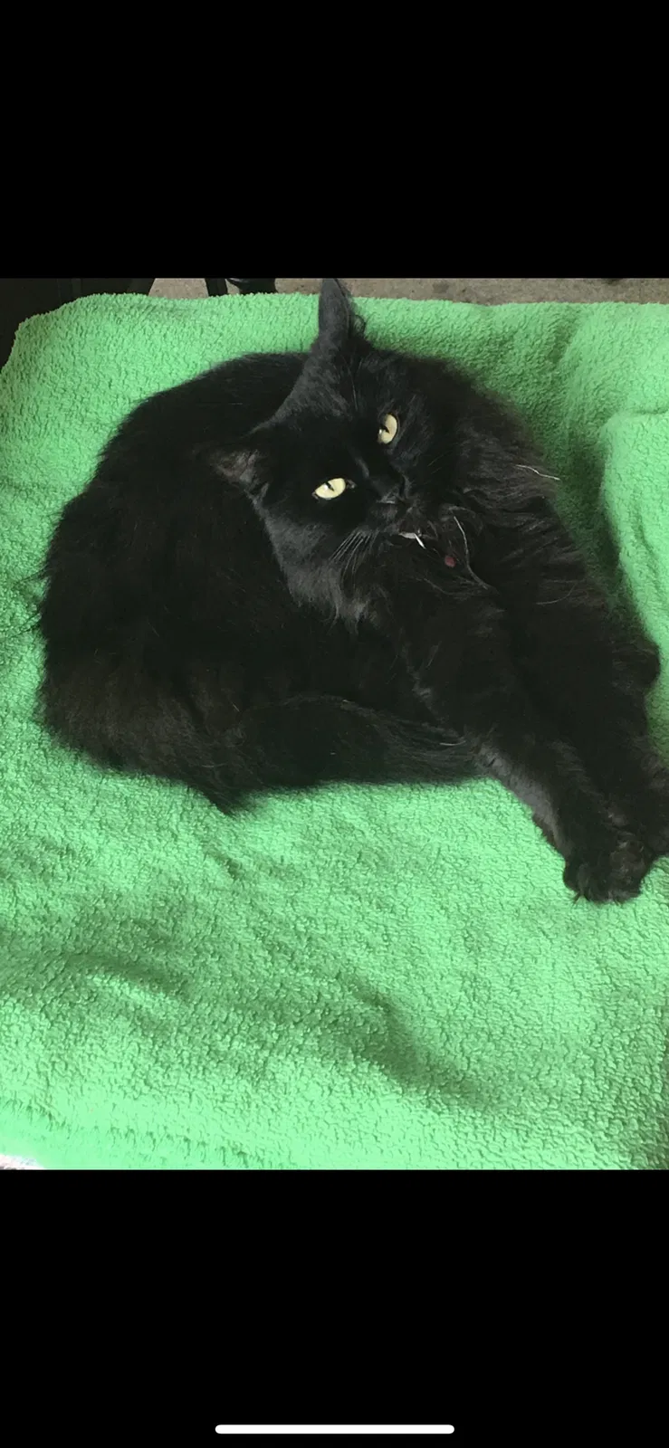 Lost cat in Utica, MI, 48316