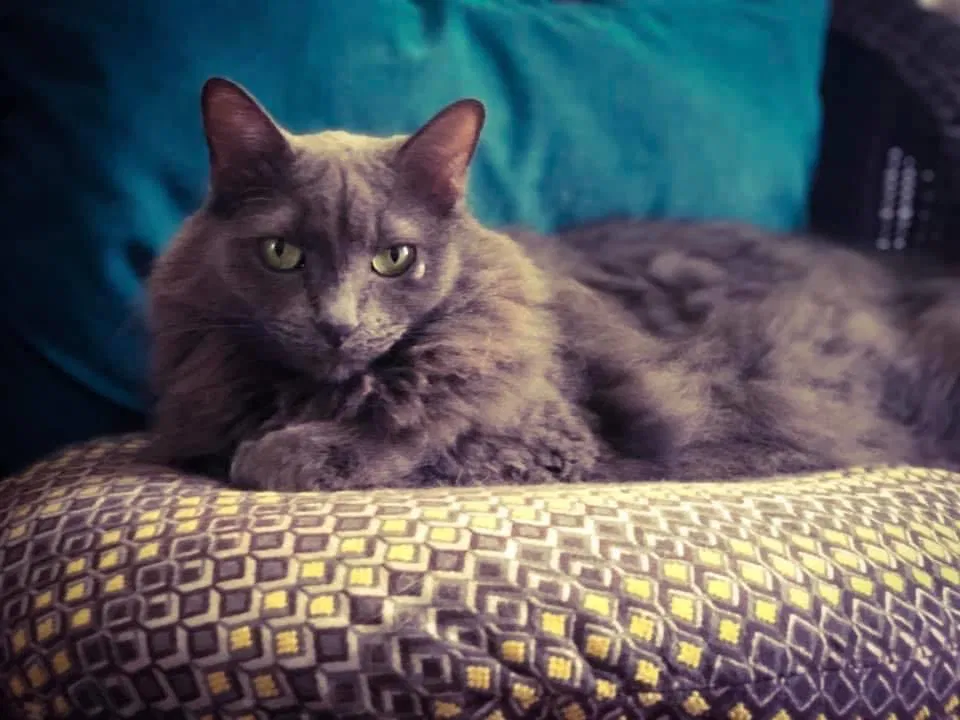 Found cat in Milwaukee, WI, 53207