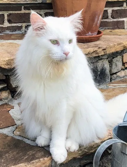 Lost cat in Cumming, GA, 30041
