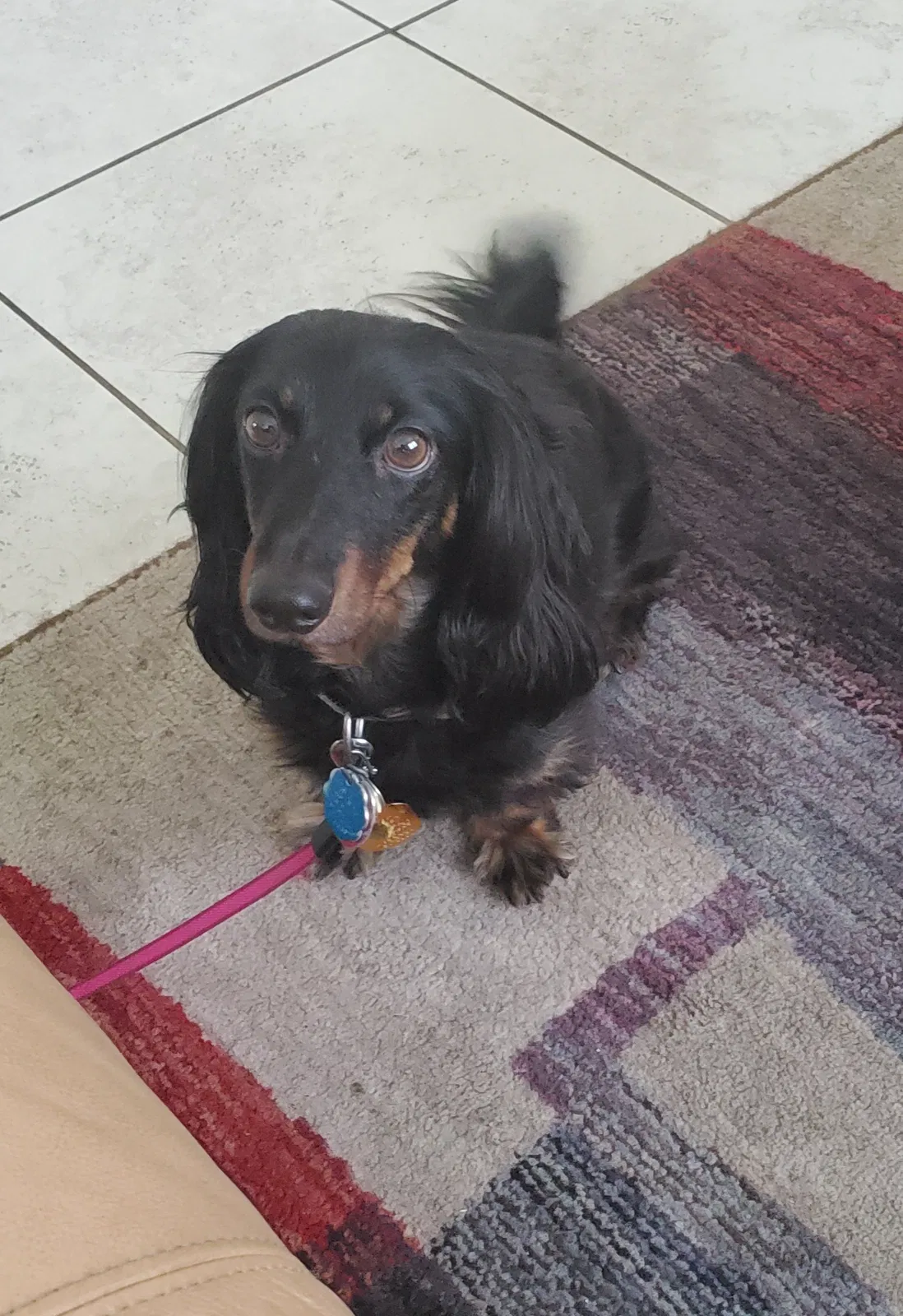 Lost dog in Homestead, FL, 33032