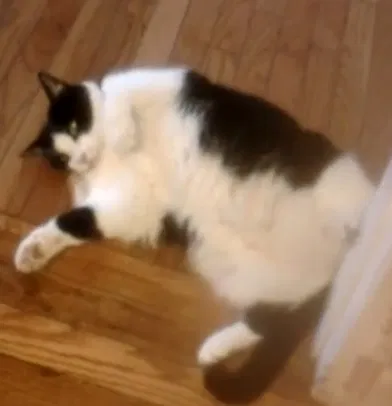 Lost cat in Dayton, OH, 45419