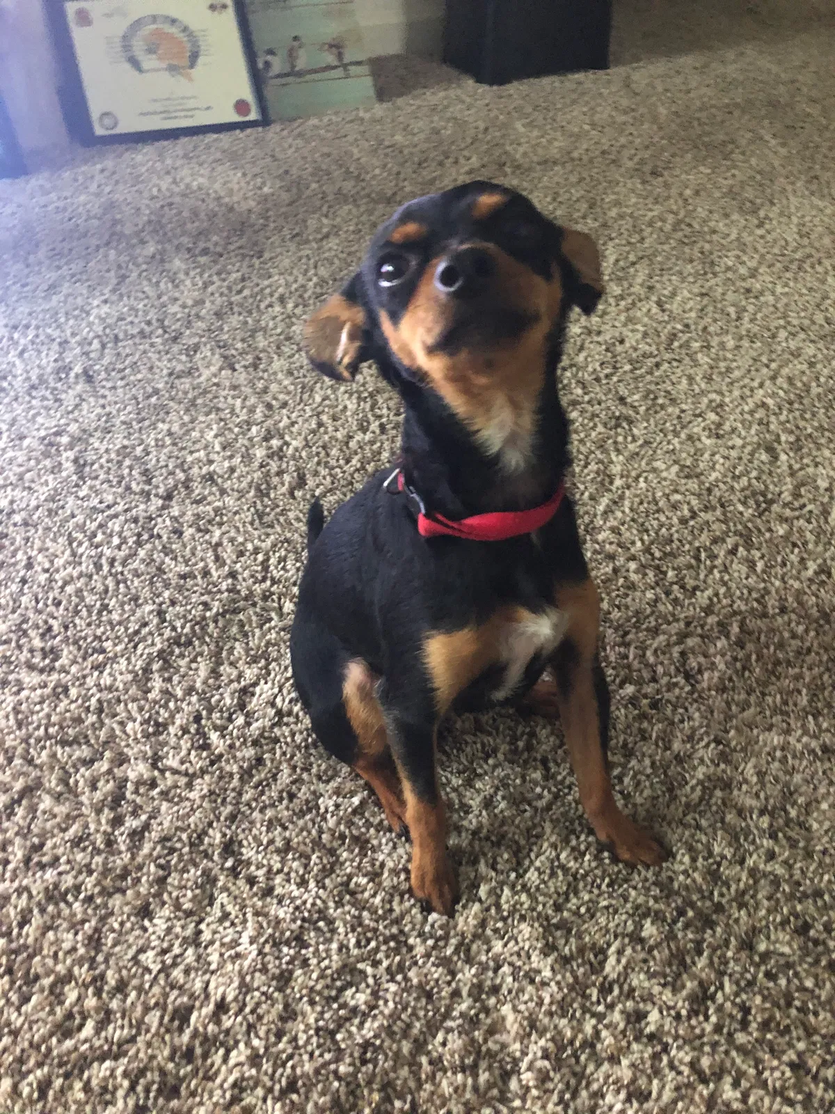 Lost dog in Kenner, LA, 70063