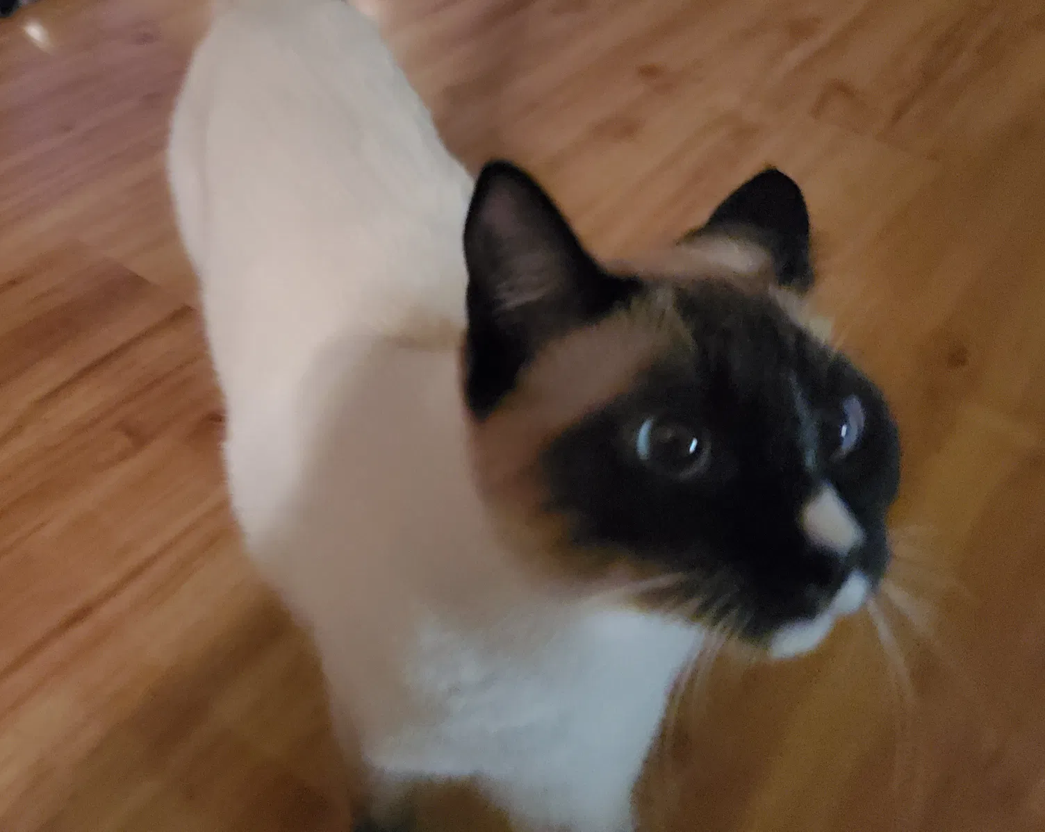 Lost cat in Round Rock, TX, 78664