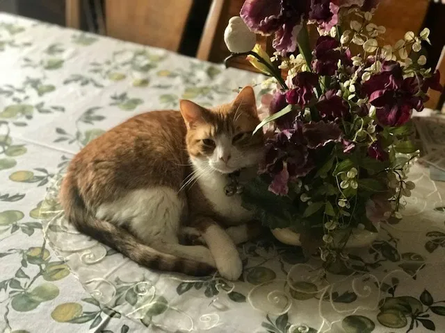 Lost cat in Clinton Township, MI, 48038