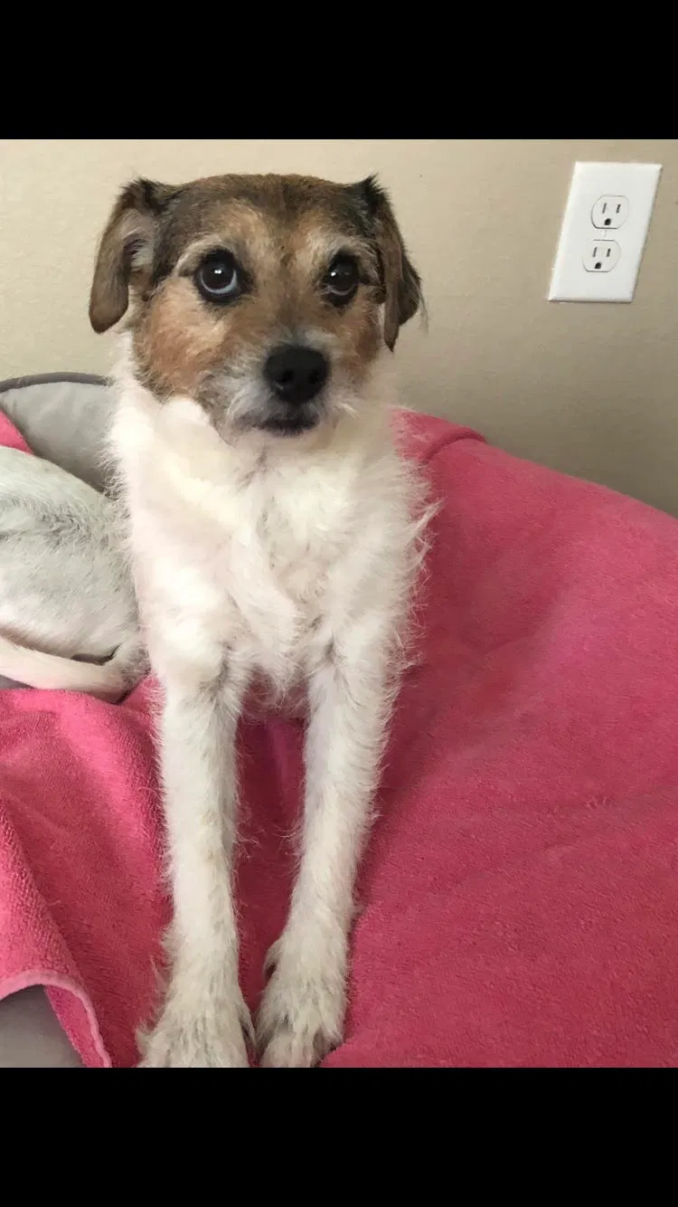 Lost dog in Pueblo, CO, 81003
