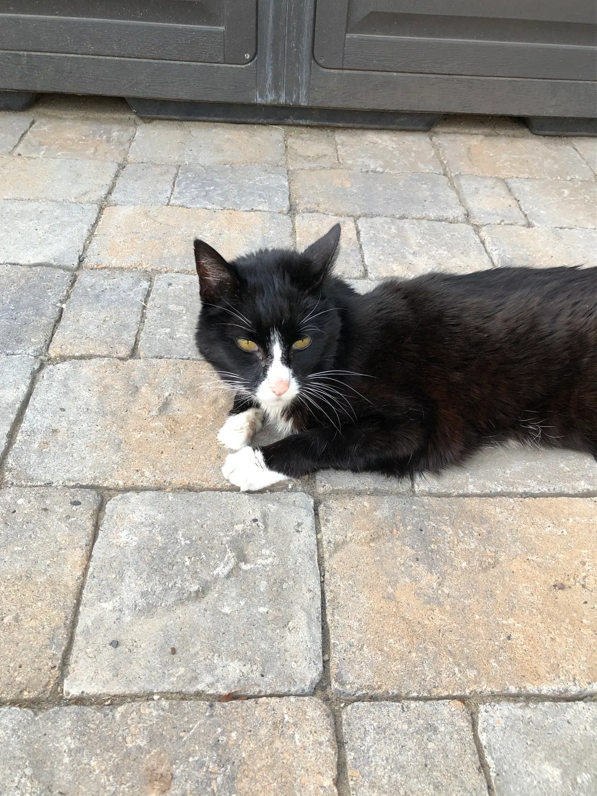 Lost cat in Salem, OR, 97303