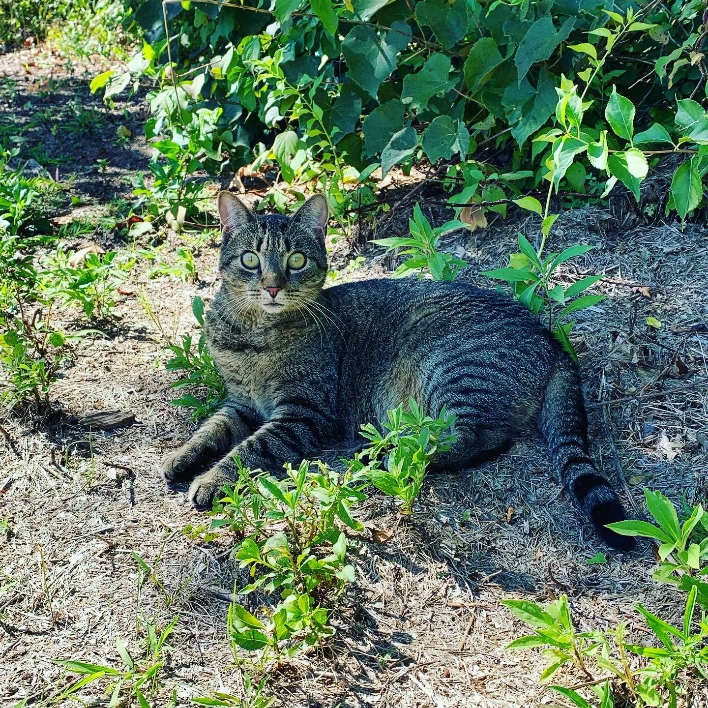 Lost cat in Auburn, NH, 3032