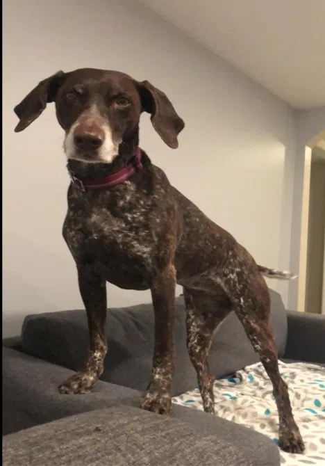 Lost dog in Coatesville, PA, 19320