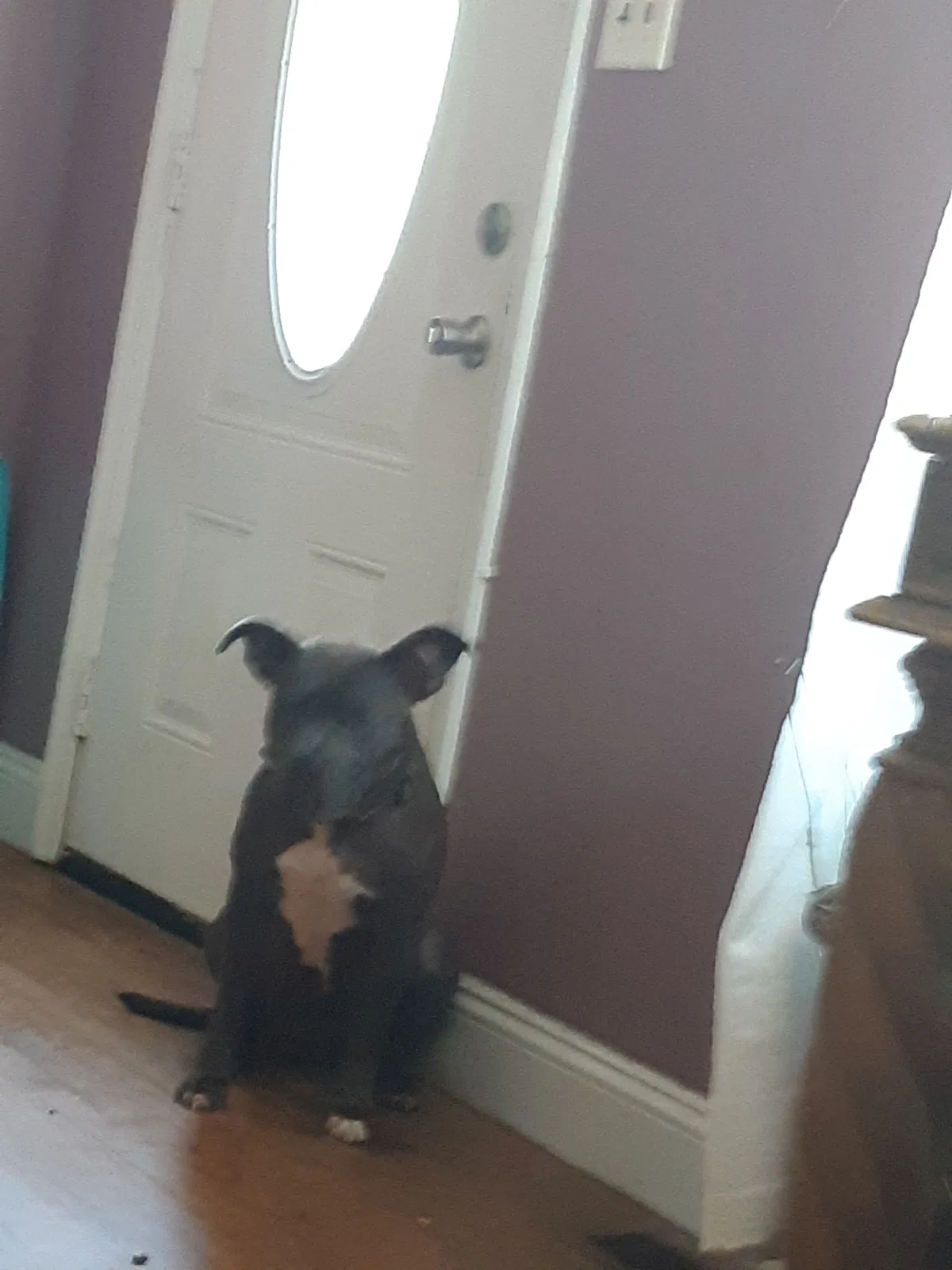 Lost dog in Fayetteville, NC, 28301