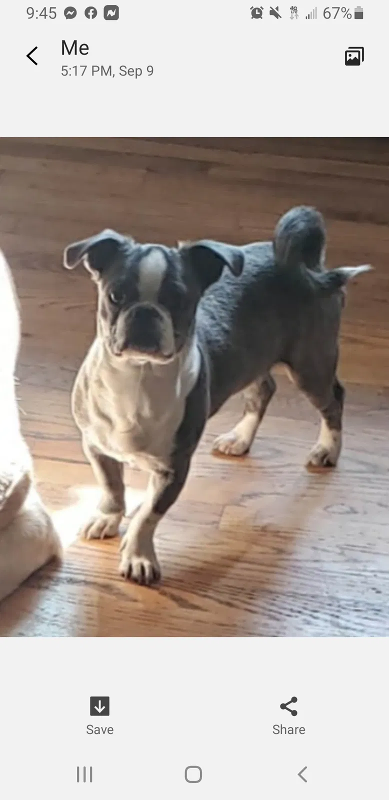 Lost dog in Salem, OR, 97301