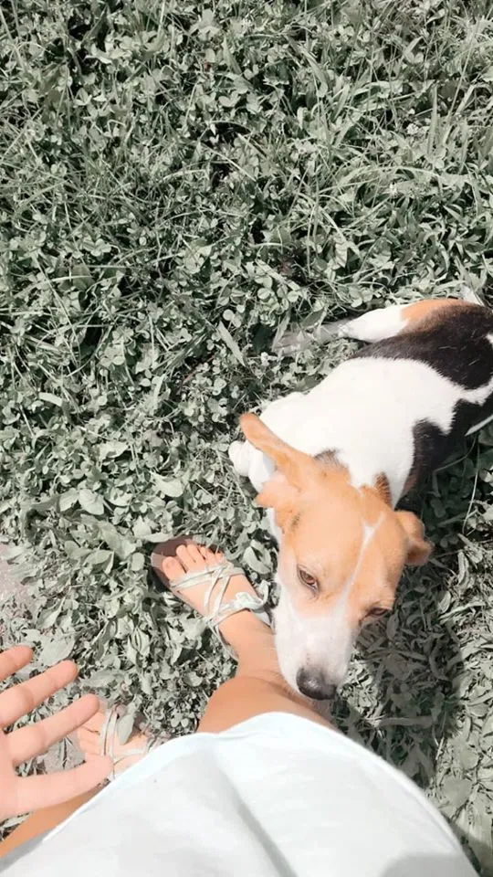 Lost dog in Bristol, TN, 37620