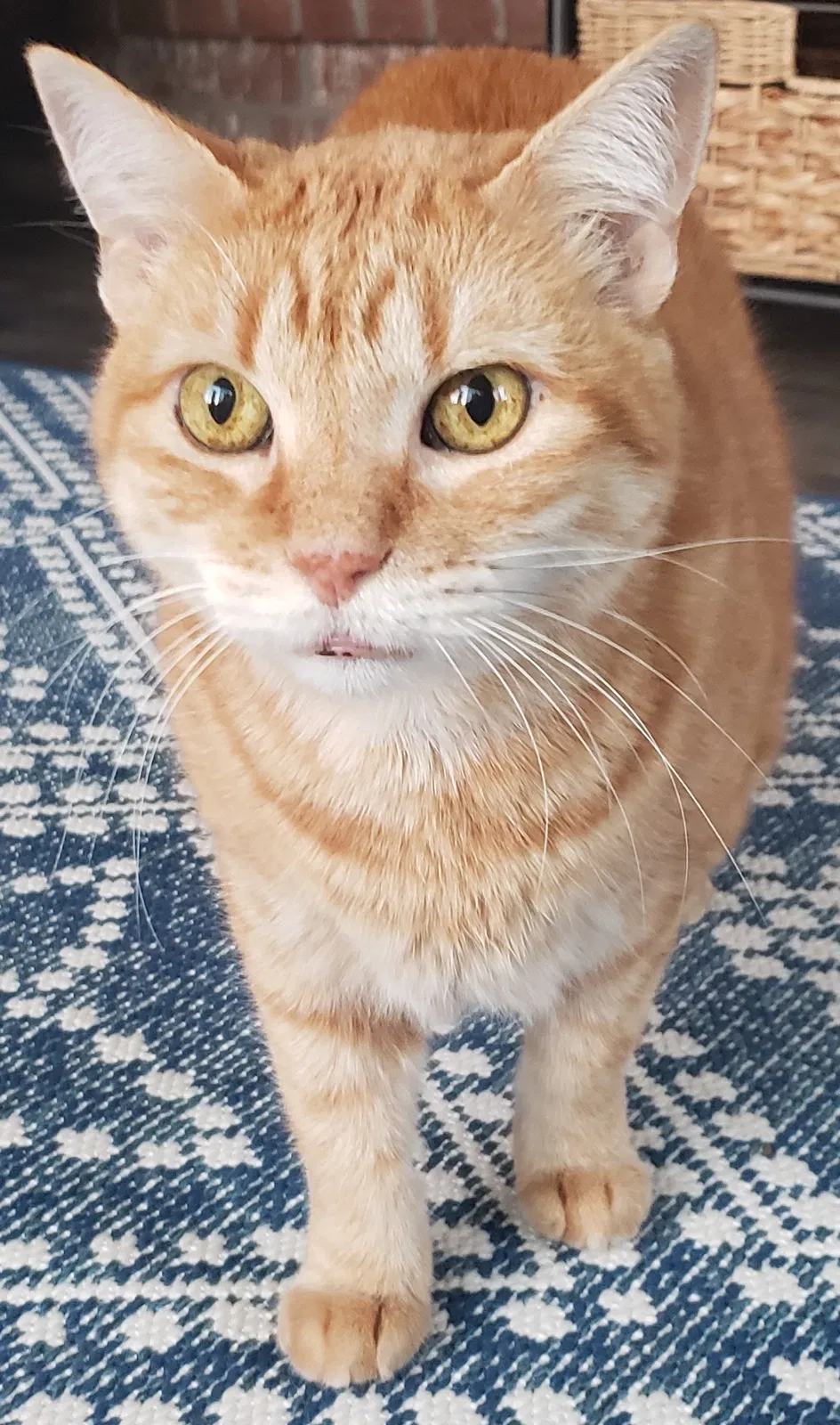 Lost cat in Temple, TX, 76502