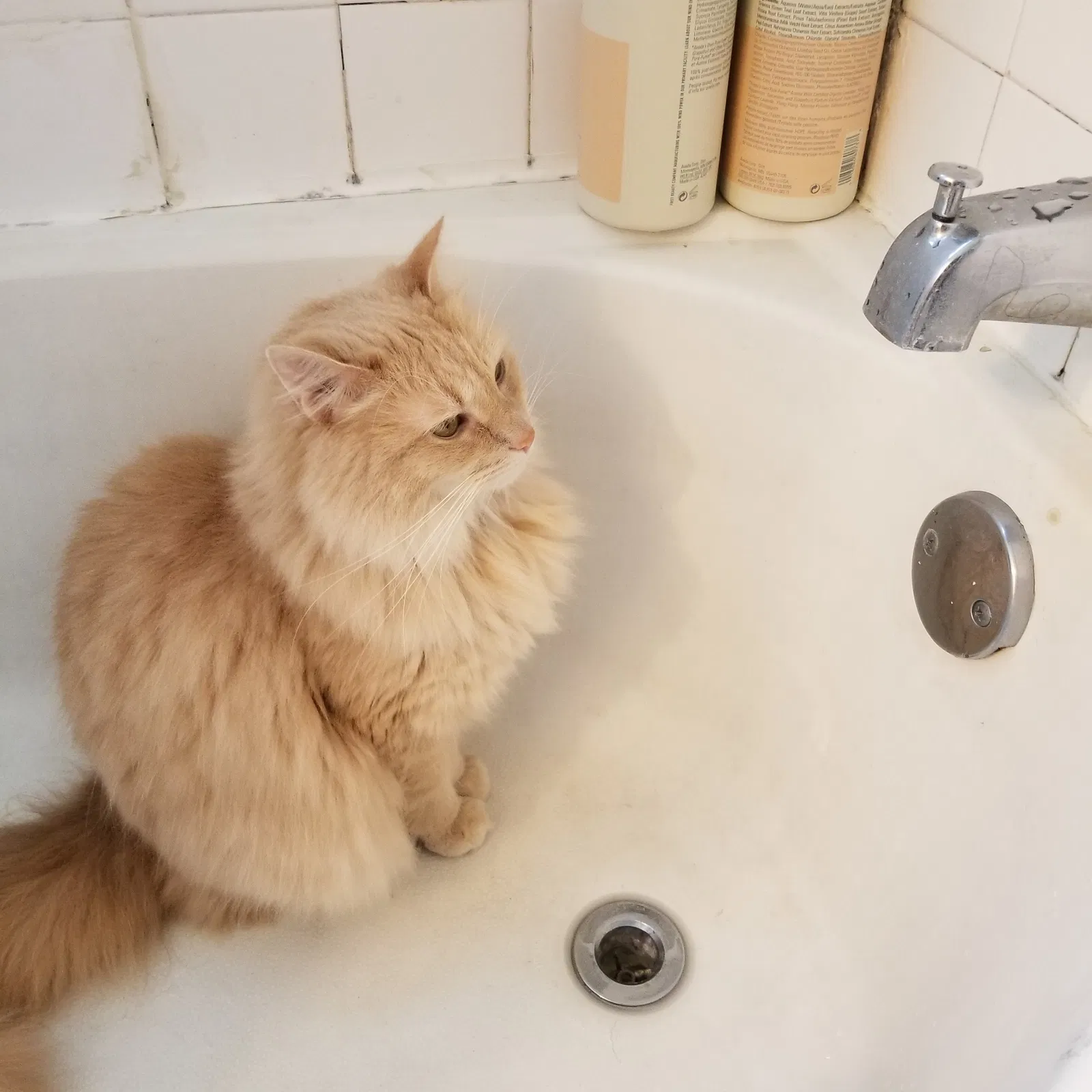Lost cat in De Pere, WI, 54115