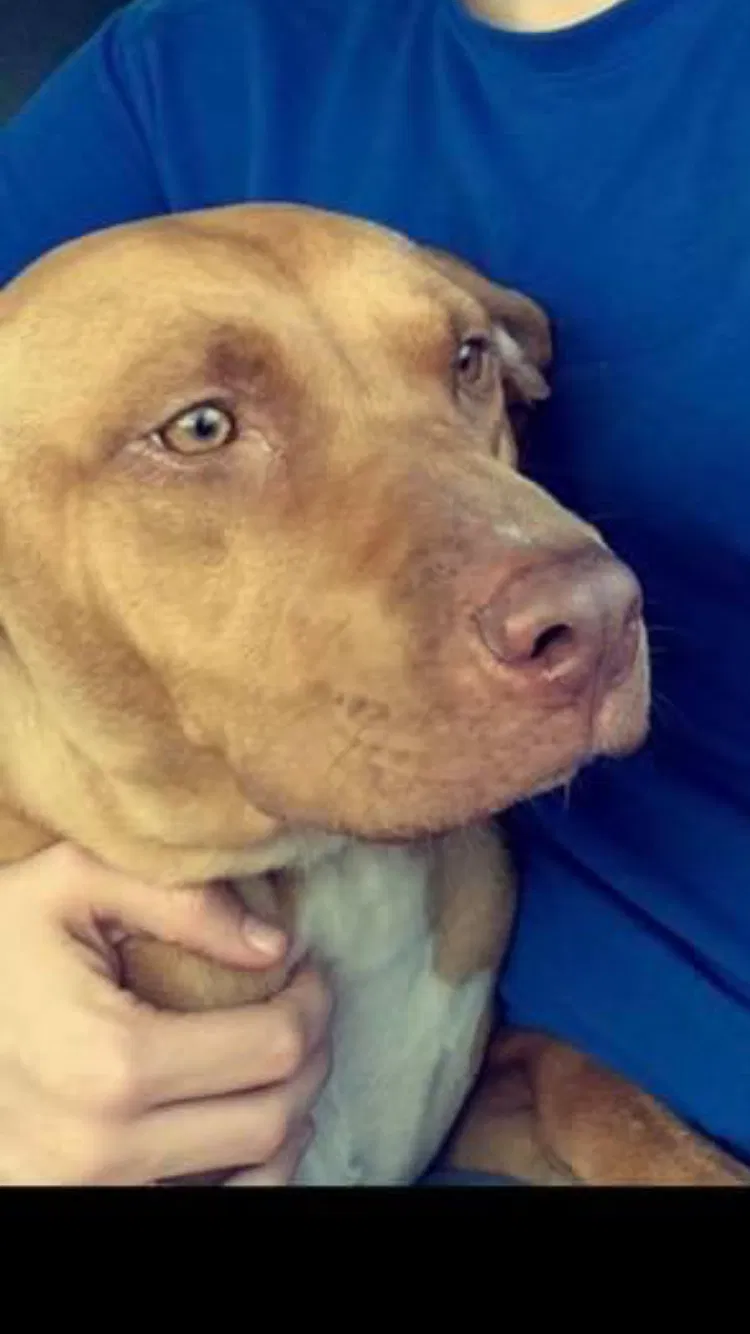 Lost dog in Brooksville, FL, 34602
