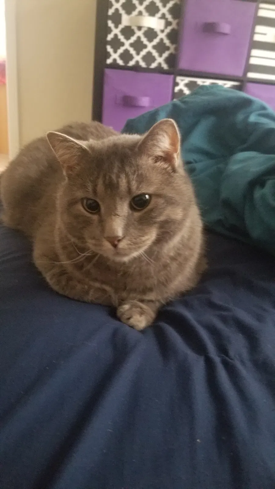 Lost cat in Parker, CO, 80134