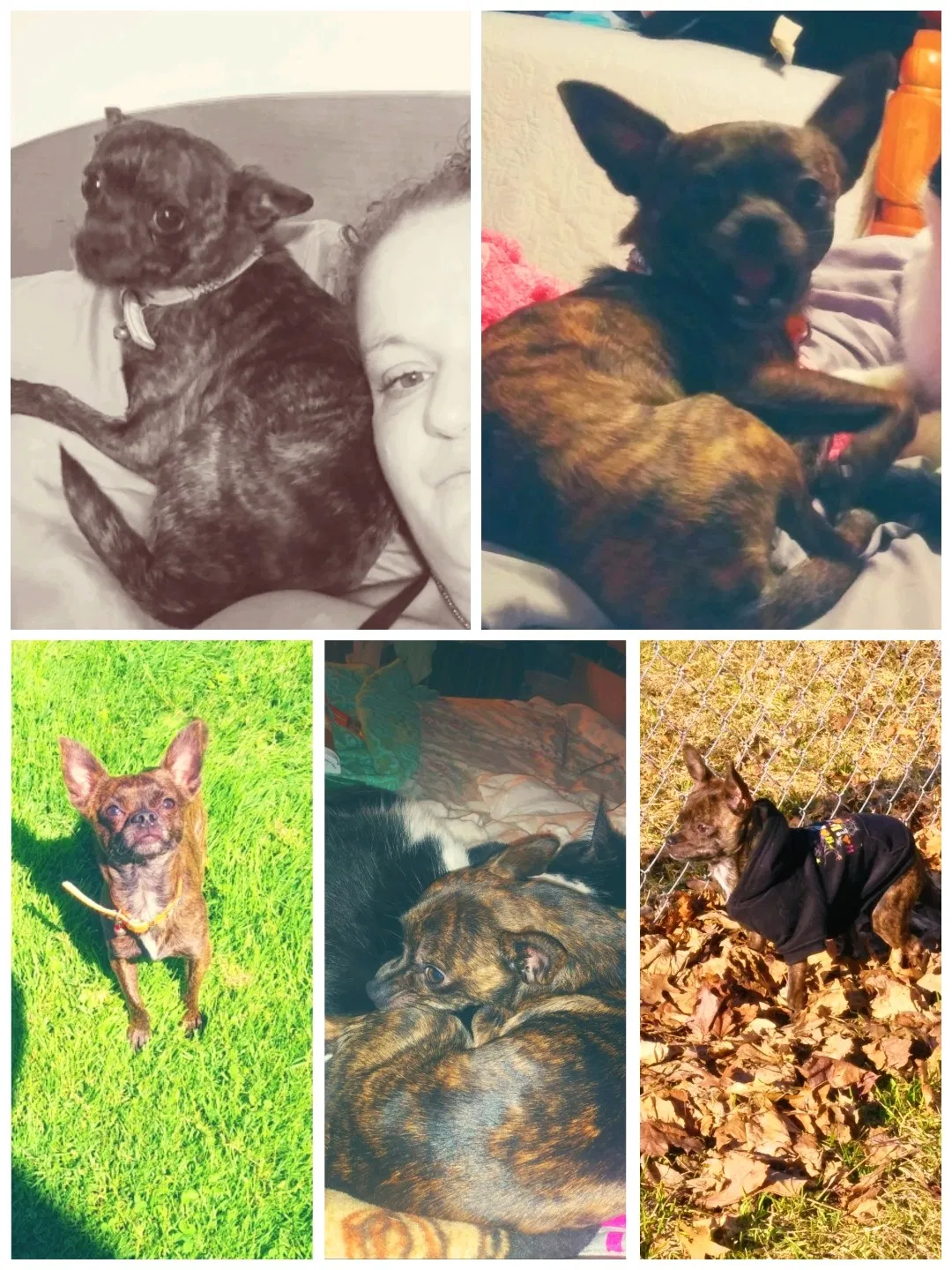 Lost dog in Erie, PA, 16502