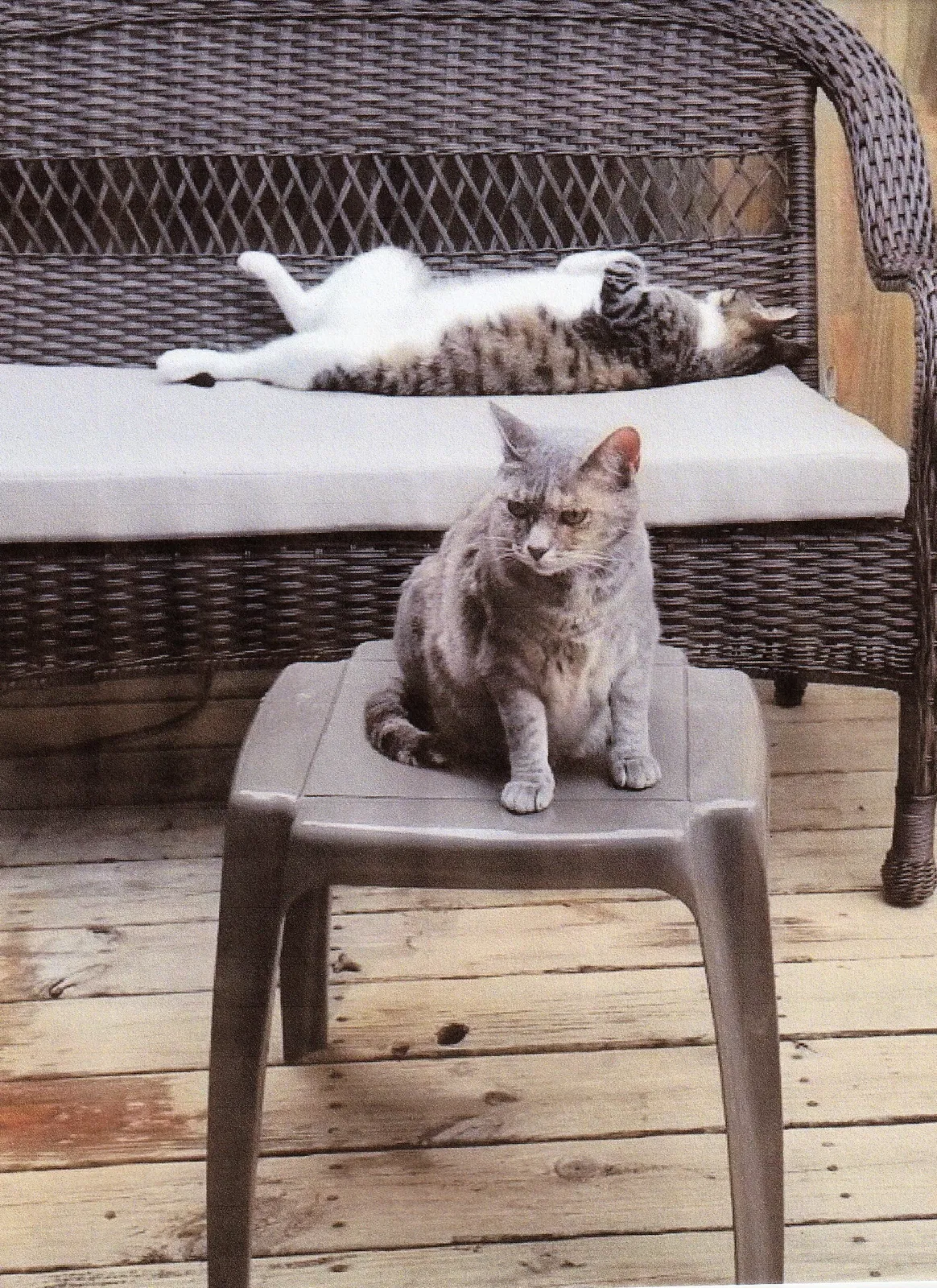 Lost cat in Wilmington, NC, 28412
