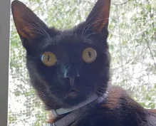 Lost cat in Castro Valley, CA, 94546