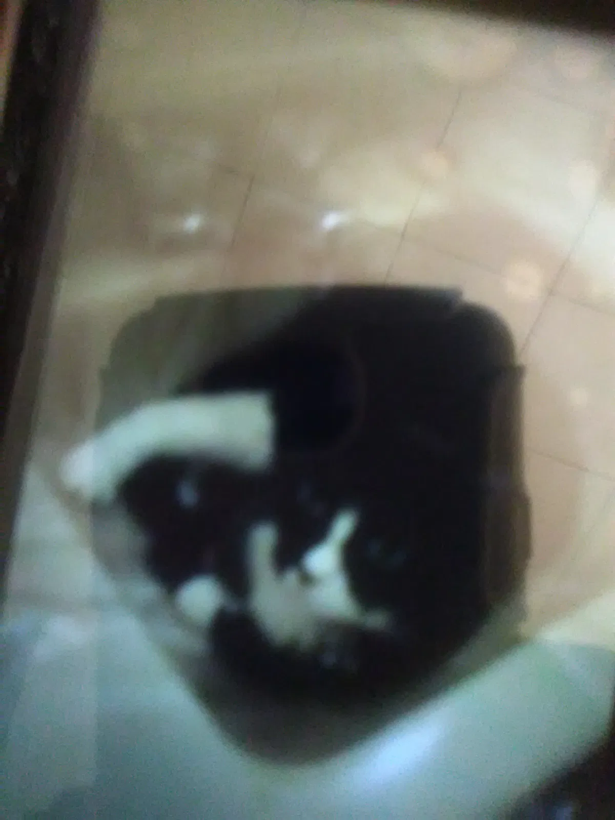Lost cat in Rockford, IL, 61109