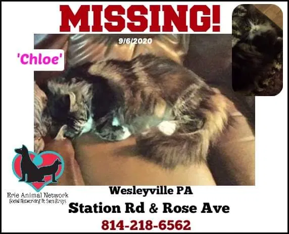 Lost cat in Erie, PA, 16510