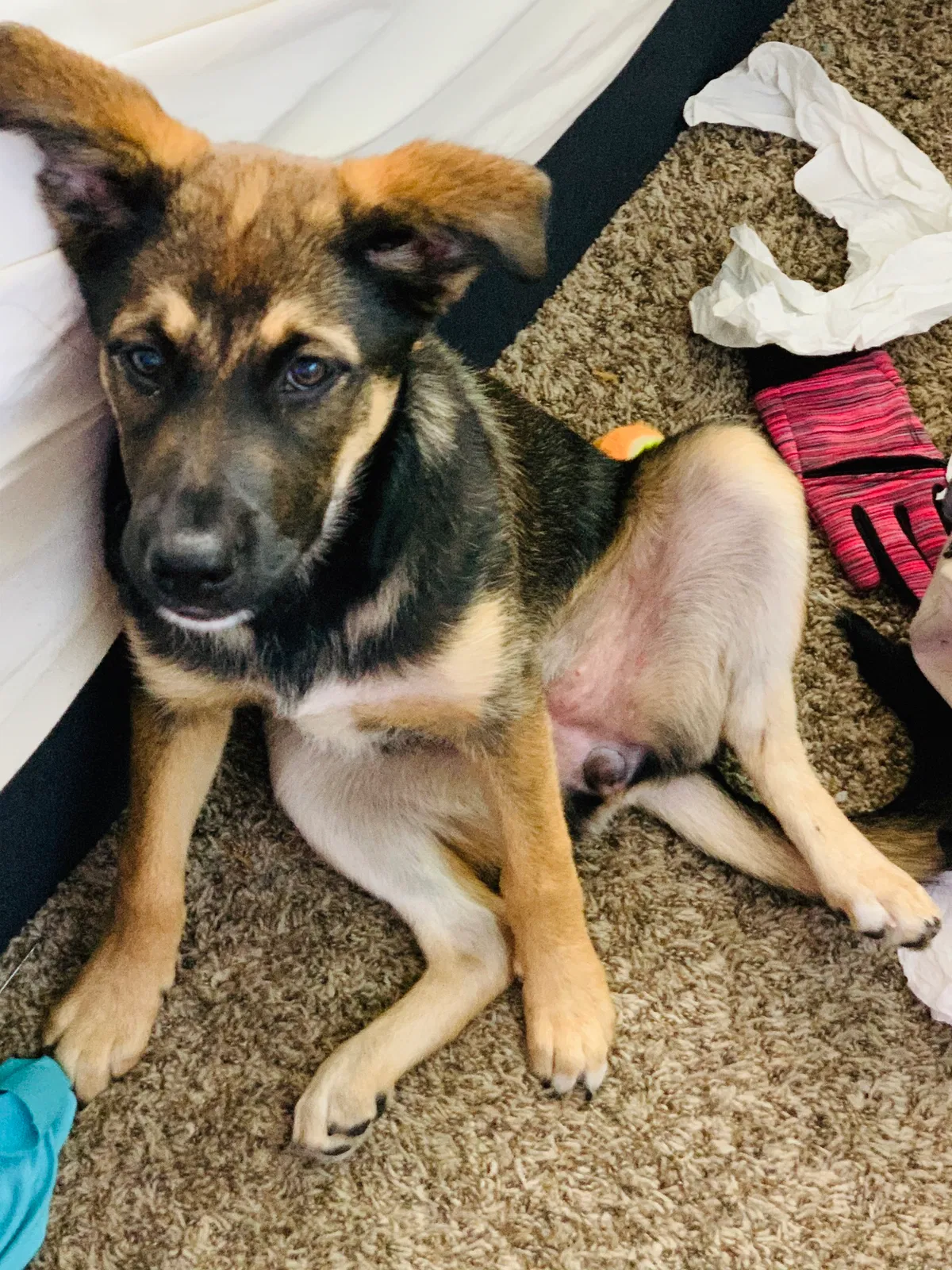 Lost dog in Auburn, WA, 98092