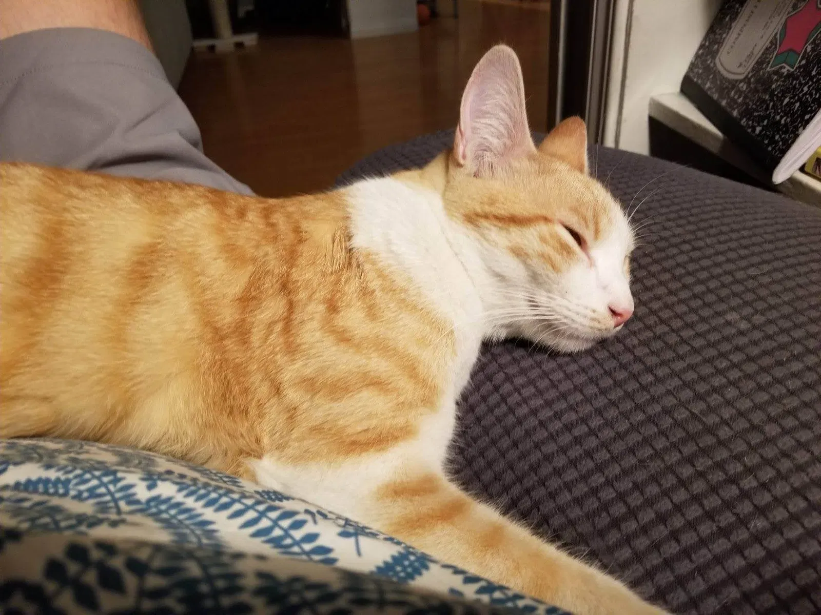 Lost cat in Los Angeles, CA, 90062