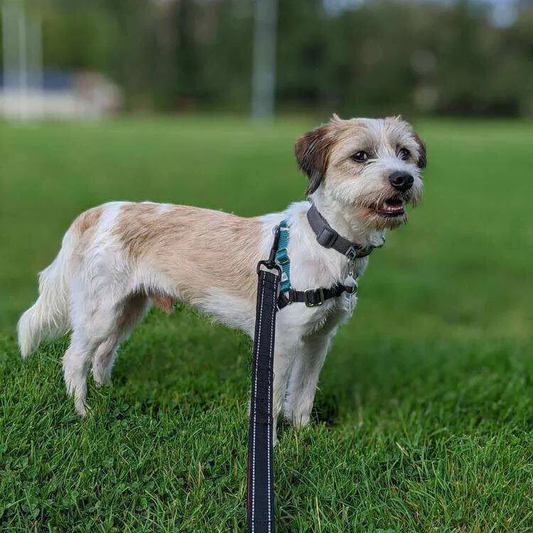Lost dog in Seattle, WA, 98103