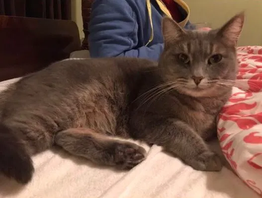 Lost cat in Shreveport, LA, 71105