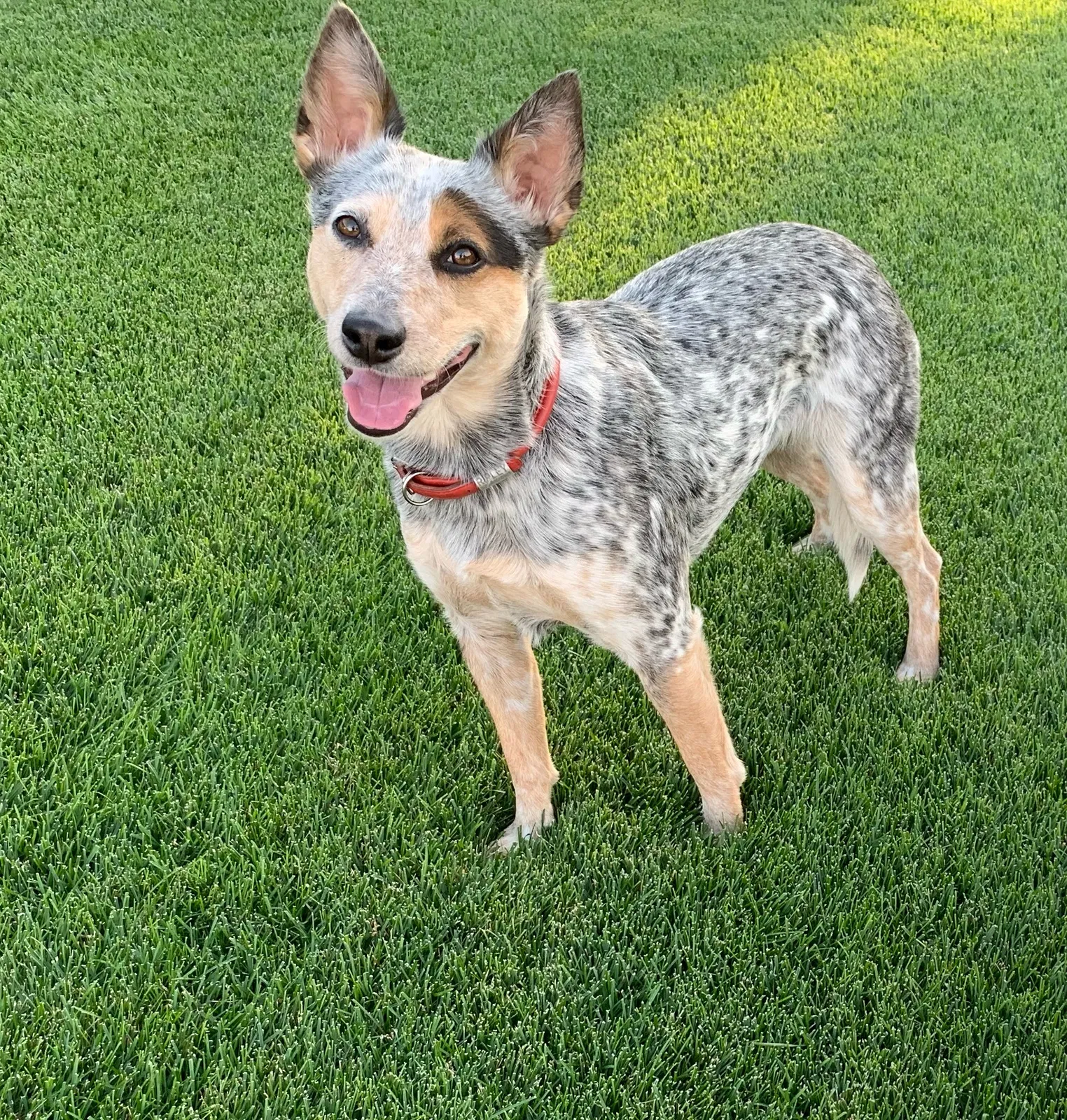 Lost dog in Windsor, CO, 80550