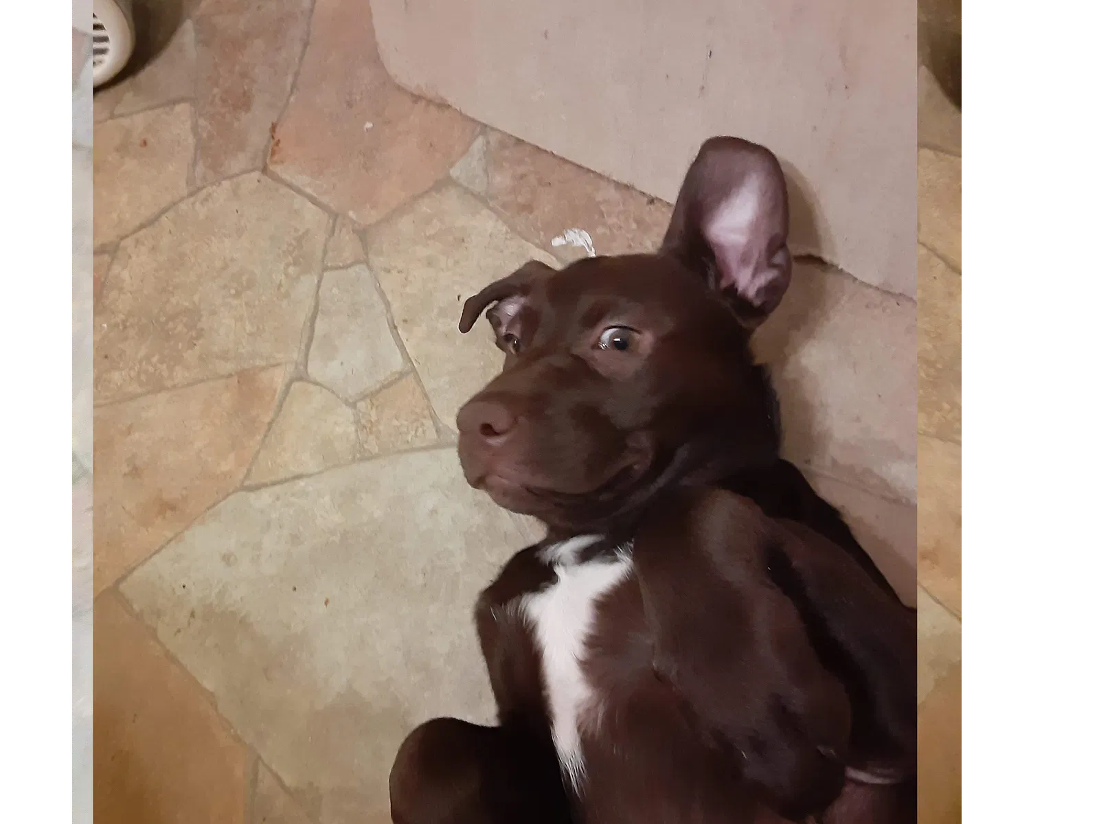 Lost dog in Pekin, IL, 61554