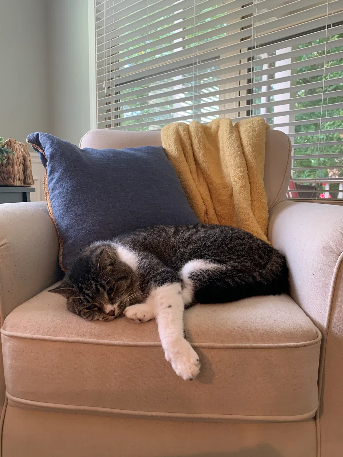 Lost cat in Simpsonville, SC, 29681