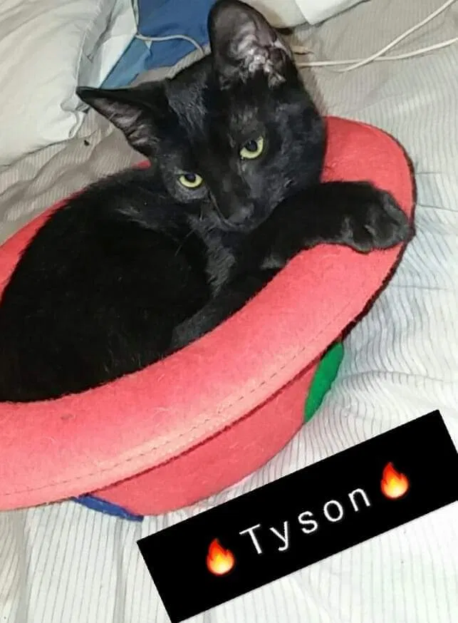 Lost cat in Pueblo, CO, 81004