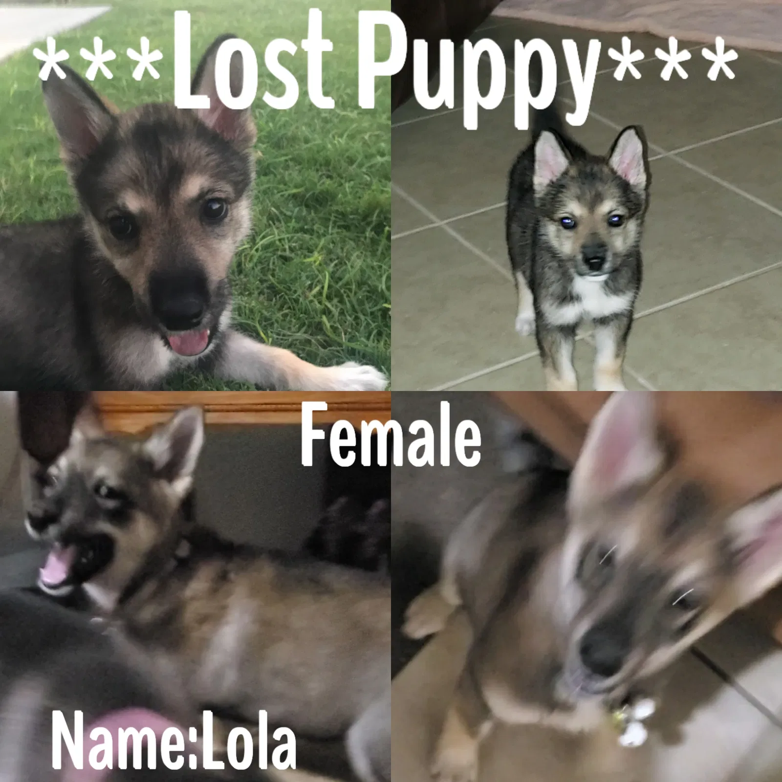 Lost dog in Yuma, AZ, 85364